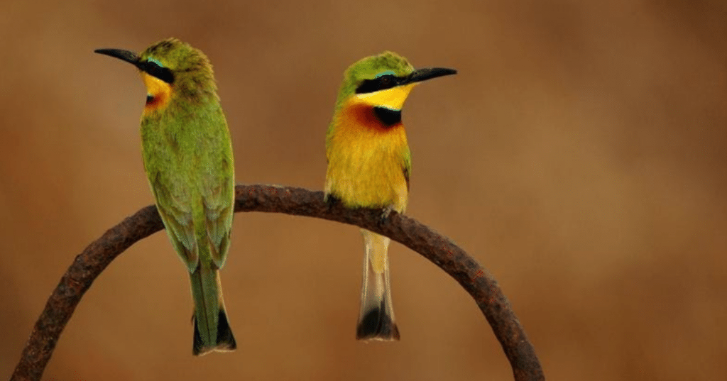 Petits oiseaux guêpiers