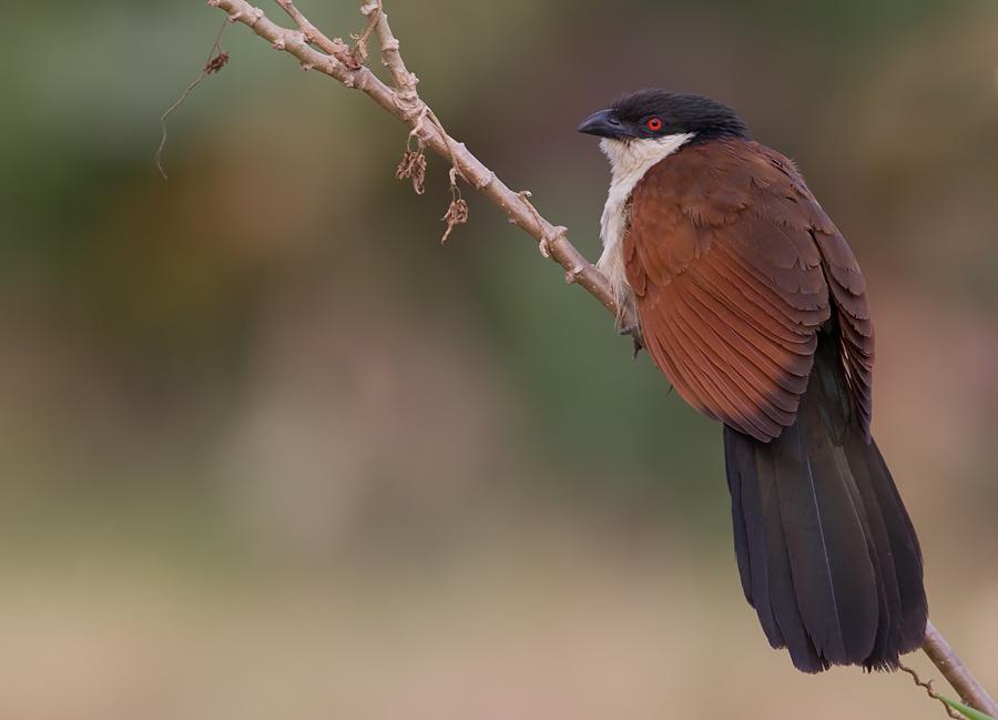 Sénégal Coucal