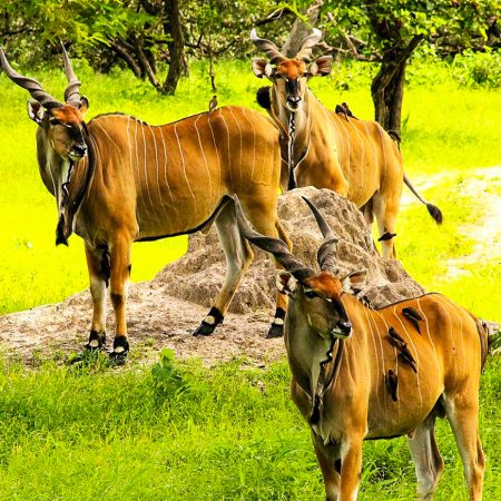 Élands dans la savane à Fathala Wildlife Reserve
