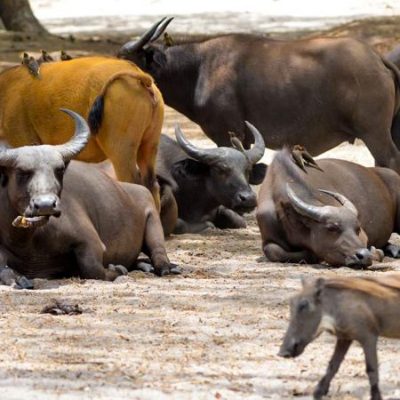 Lebuffle des Forêts d'Afrique de l'Ouest