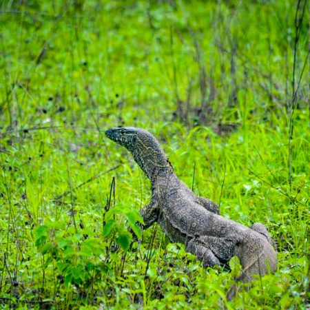 Fathala-gallery-31