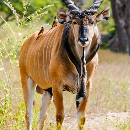 Un éland mâle aux cornes imposantes dans la savane