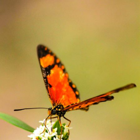 Papillon orange posé sur une fleur à Fathala