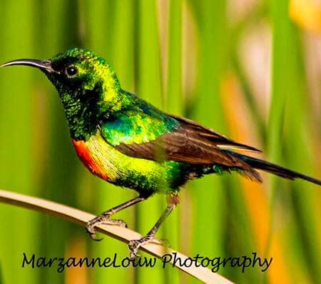 Oiseau vert irisé perché sur une tige à Fathala