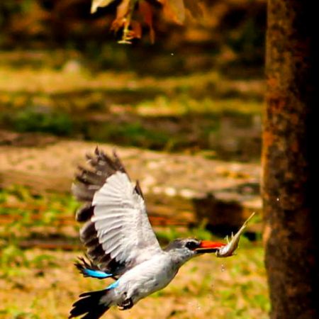 Oiseau en vol avec proie dans le bec à Fathala