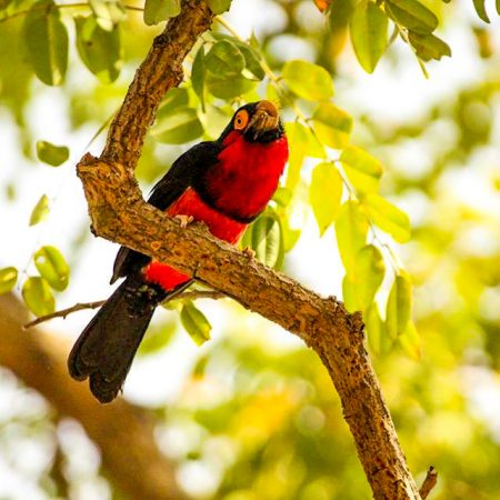Oiseau rouge et noir perché sur une branche à Fathala