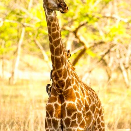 Jeune girafe debout dans la savane.