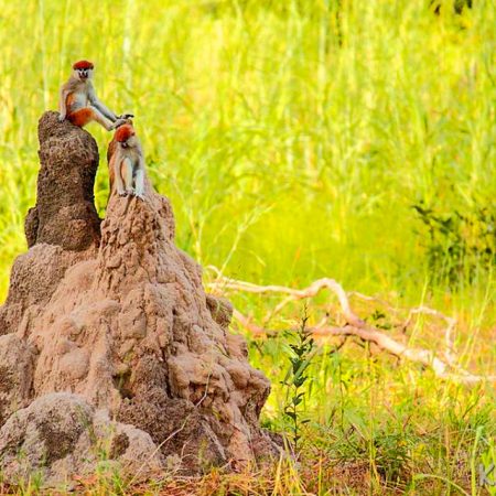 Singe perché sur une grande termitière.