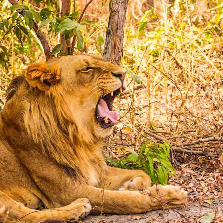 Lion allongé bâillant sous les arbres.