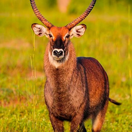 Antilope aux longues cornes se tenant dans l’herbe.