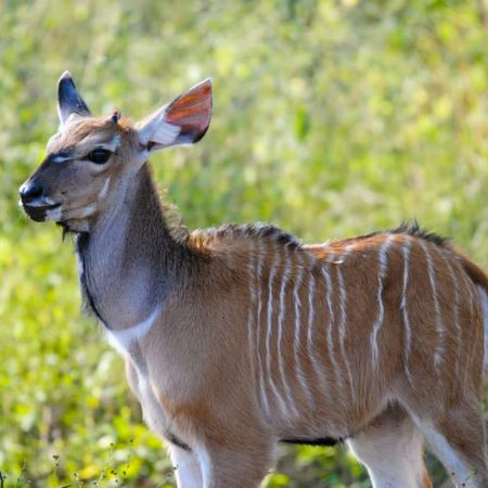 Jeune antilope dans les hautes herbes.