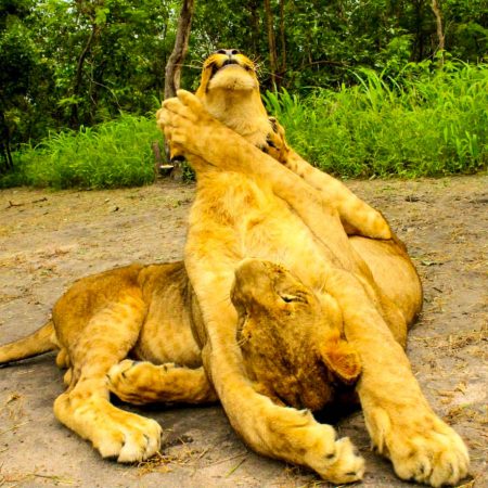Lions jouant ensemble au sol dans la Réserve de Fathala.