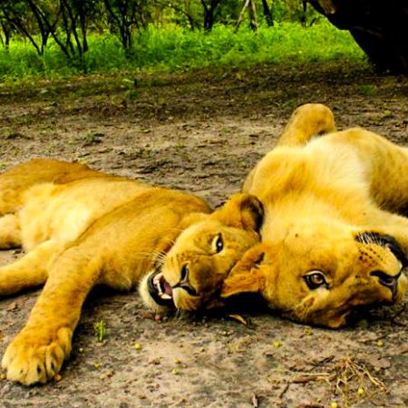 Deux lions allongés côte à côte dans la Réserve de Fathala.