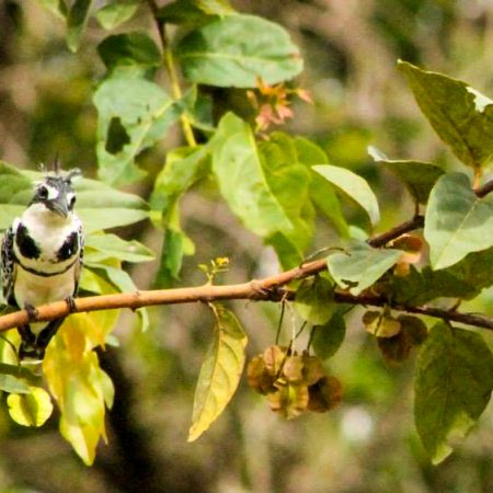 Petit oiseau perché sur une branche à la Réserve de Fathala.