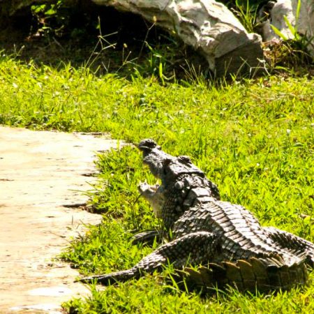 Un crocodile se reposant au bord de l'eau.