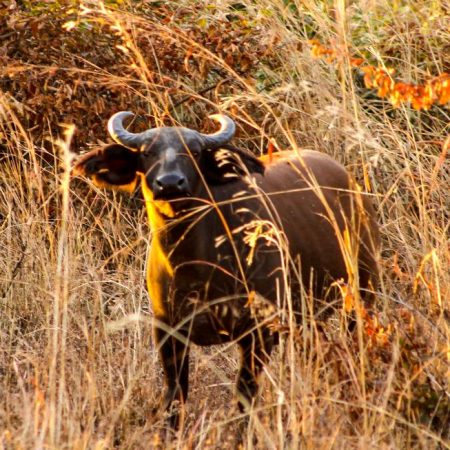 Buffle de forêt au cœur de la réserve de Fathala