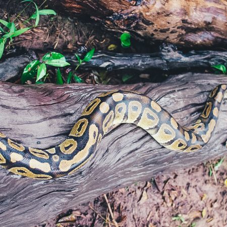 Un serpent coloré serpentant sur un arbre