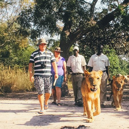 Un guide et des visiteurs marchant avec des lions.