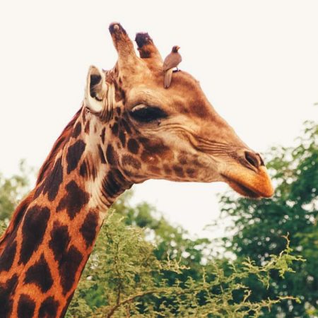 Tête de girafe regardant sur le côté.