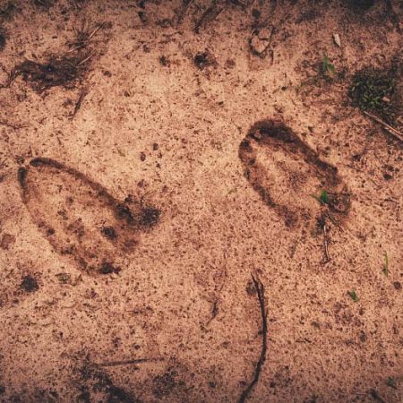 Empreintes d’animaux dans le sable.