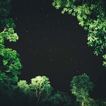 Un ciel nocturne illuminé d'étoiles dans la savane.