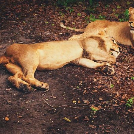 Deux lions endormis sous l'ombre d'un arbre.