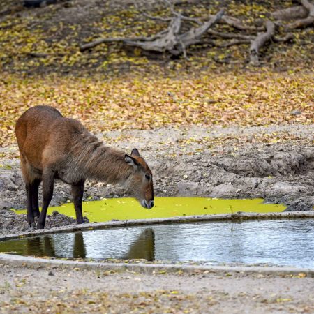 Un cobe de Defassa brun boit un à point d'eau, reflétant son environnement naturel