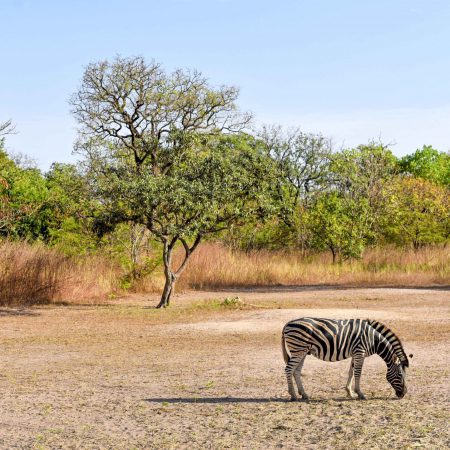 fathala-wild-life-reserve-senegal-47
