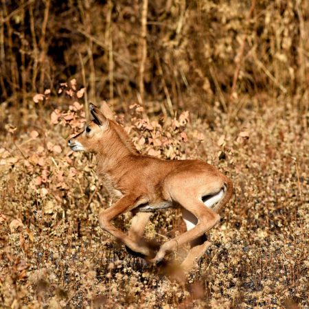 fathala-wild-life-reserve-senegal-48