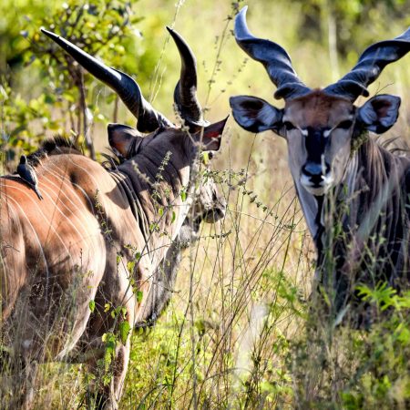 fathala-wild-life-reserve-senegal-50