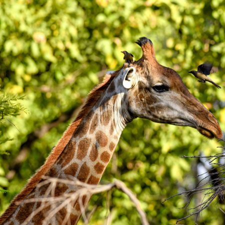fathala-wild-life-reserve-senegal-51