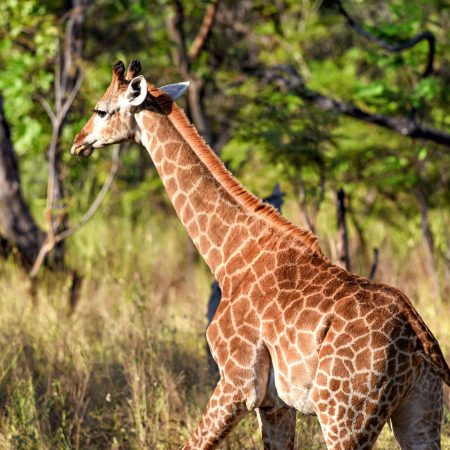 fathala-wild-life-reserve-senegal-52
