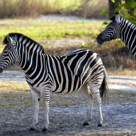 fathala-wild-life-reserve-senegal-53