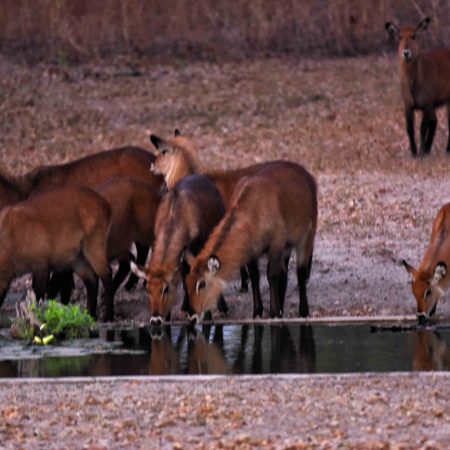 Groupe de cobes de Defassa buvant à un point d'eau dans un paysage sec.