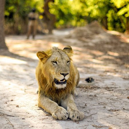 fathala-wild-life-reserve-senegal-79