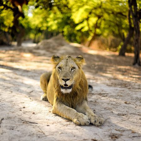 fathala-wild-life-reserve-senegal-80