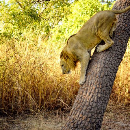 fathala-wild-life-reserve-senegal-82