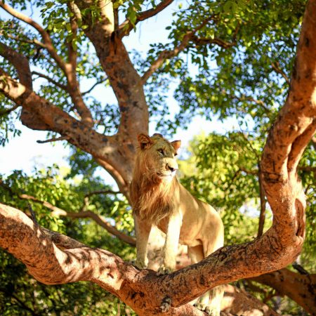 fathala-wild-life-reserve-senegal-84