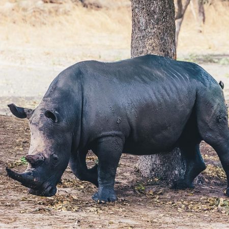 rhino-fathala