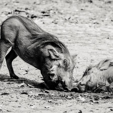 warthogs-playing-fathala