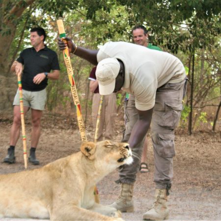 Instructeur guide caressant une lionne