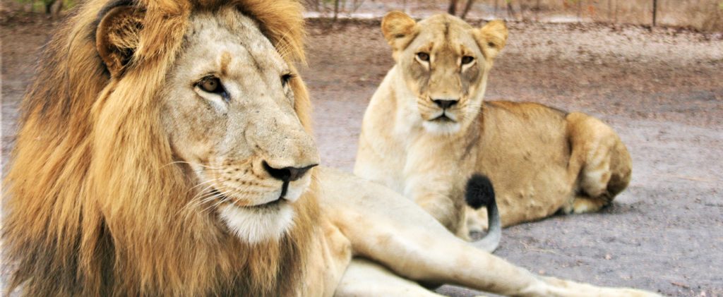 Male-female-lion-fathala