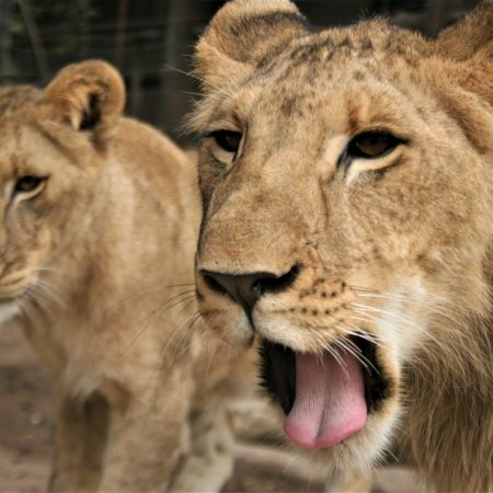 Lionnes à la Réserve de faune de Fathala