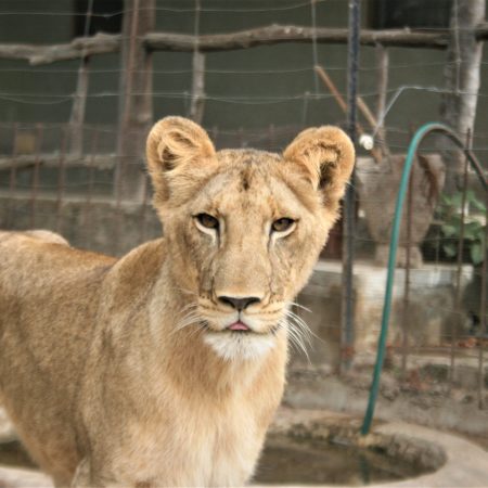 Lionnes à la Réserve de faune de Fathala