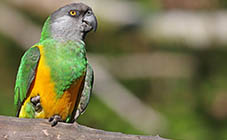 Vibrant Senegal Parrot Perched on a Branch
