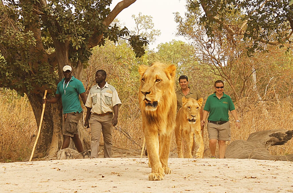 Lion Walk at Fathala Wildlife Reserve