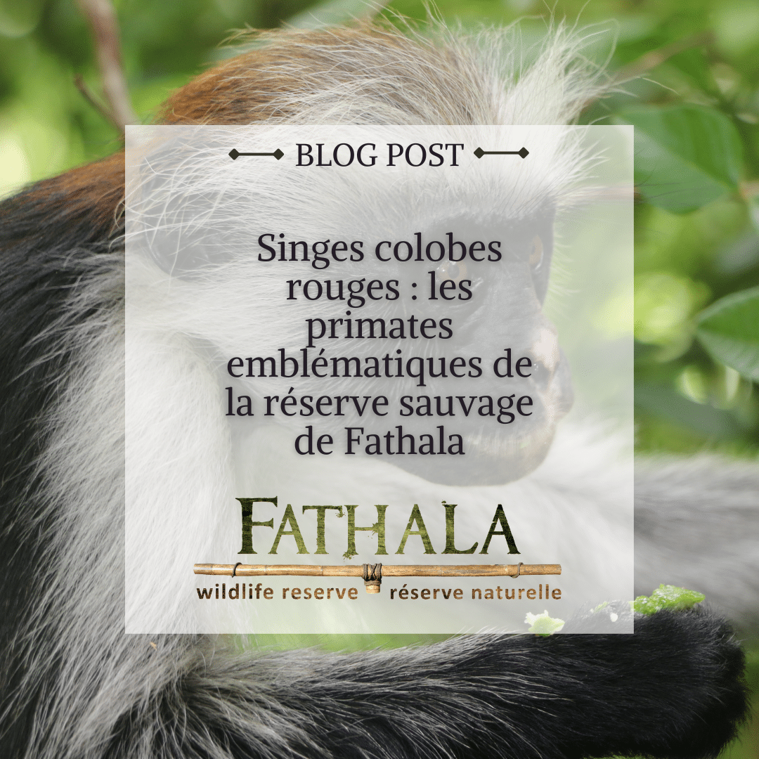 Singes Colobes Rouges : Les Primates Emblématiques de la Réserve Sauvage de Fathala