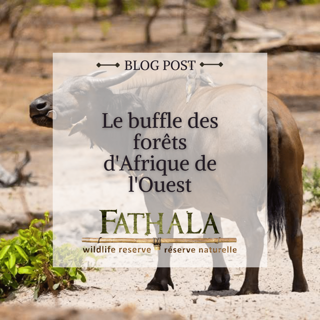 Lebuffle des Forêts d'Afrique de l'Ouest