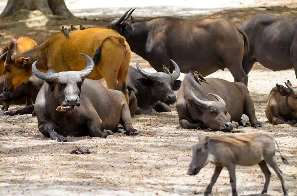 Buffles de forêt d’Afrique de l’Ouest à la Réserve de Faune de Fathala