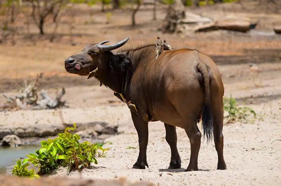 Lebuffle des Forêts d'Afrique de l'Ouest